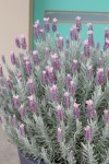 Lavandula Ghostly Princess